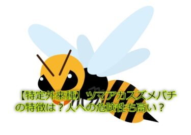 【特定外来種】ツマアカスズメバチの特徴は？人への危険性も高い？